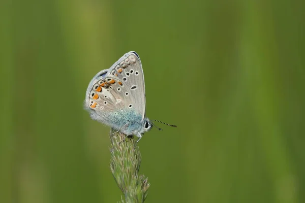 Blisko Wspólnego Niebieskiego Motyla Przyrodzie — Zdjęcie stockowe