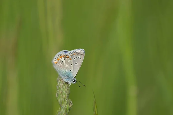 Κοινή Μπλε Πεταλούδα Ένα Φυτό Στη Φύση — Φωτογραφία Αρχείου