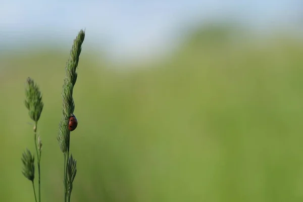 Biedronka Roślinach Naturze Śliczny Mały Czerwony Żuk Dziczy — Zdjęcie stockowe