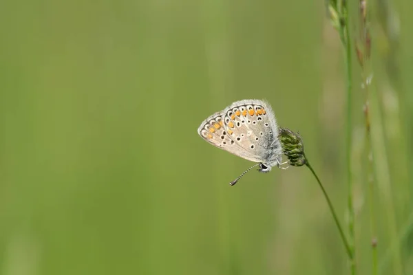Gros Plan Papillon Bleu Commun Sur Une Plante Dans Nature — Photo