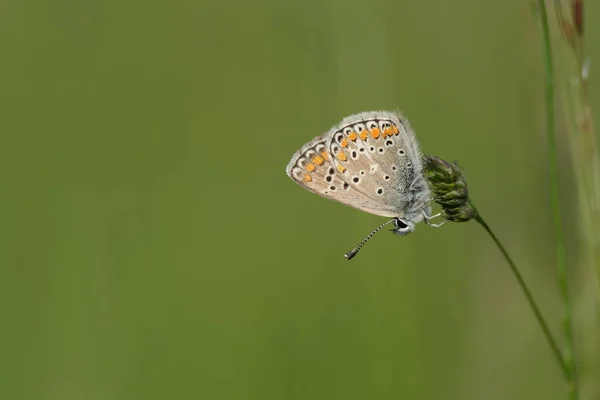 Primer Plano Una Mariposa Azul Común Una Planta Naturaleza — Foto de Stock