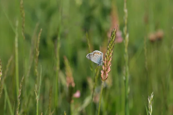 Blisko Srebrny Kolczasty Niebieski Motyl Wspólnym Sainfoin Mały Szary Motyl — Zdjęcie stockowe