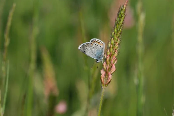 Κοντινό Πλάνο Μιας Ασημένιας Μουτζουρωμένης Μπλε Πεταλούδας Μια Κοινή Saininfoin — Φωτογραφία Αρχείου