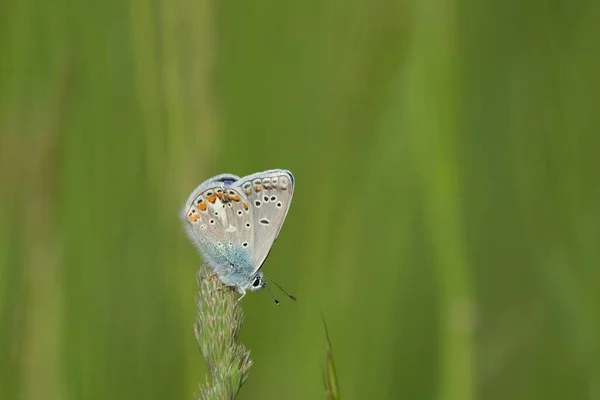 Papillon Bleu Commun Sur Une Plante Dans Nature — Photo