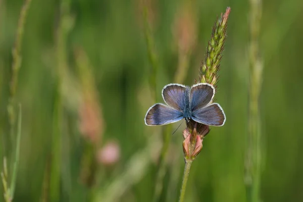 Gros Plan Papillon Bleu Argenté Clouté Sur Une Plante Commune — Photo