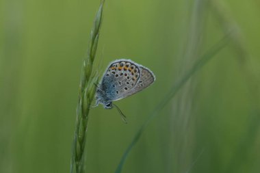 Bir bitkinin üzerindeki sıradan mavi bir kelebeğin yatay görüntüsü
