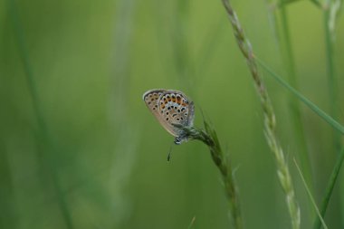 Vahşi doğadaki bir bitkinin üzerindeki gümüş desenli mavi kelebeğe yaklaş