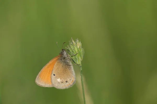 Pomarańczowy Brązowy Motyl Przyrodzie Roślinach — Zdjęcie stockowe