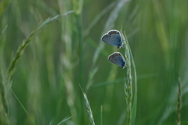 Deux Papillons Bleus Communs Sur Une Plante Dans Nature — Photo