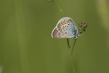 Lycaenidae familyasından gümüş bir kelebeğin yakınında.