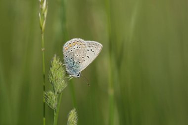 Doğadaki bir bitkinin üzerinde yaygın mavi kelebek