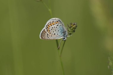 Lycaenidae familyasından gümüş bir kelebeğin yakınında.