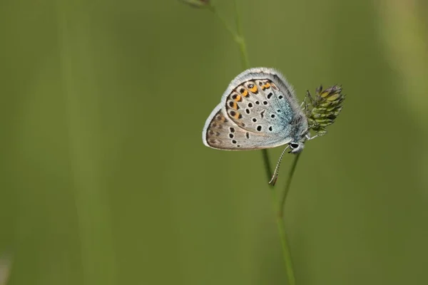 Κοντινό Πλάνο Μιας Ασημένιας Μουτζουρωμένης Μπλε Πεταλούδας Της Οικογένειας Των — Φωτογραφία Αρχείου