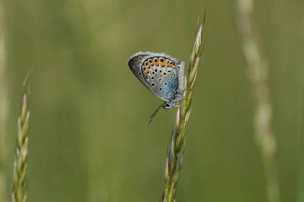 Μικρό Γκρι Και Μπλε Πεταλούδα Ένα Φυτό Στη Φύση — Φωτογραφία Αρχείου