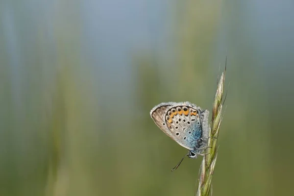 Pequeña Mariposa Gris Azul Sobre Una Planta Naturaleza — Foto de Stock