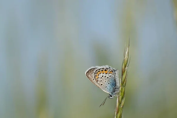 Image Horizontale Papillon Bleu Commun Sur Une Plante — Photo