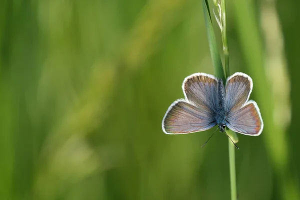 Prata Cravejado Borboleta Azul Com Asas Abertas Descansando Uma Planta — Fotografia de Stock