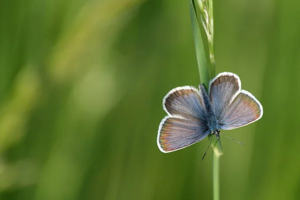 野生の小さな青い蝶で 開いた翼が植物の上に残ります — ストック写真