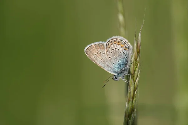 Primer Plano Una Mariposa Azul Tachonada Plata Naturaleza Una Planta — Foto de Stock