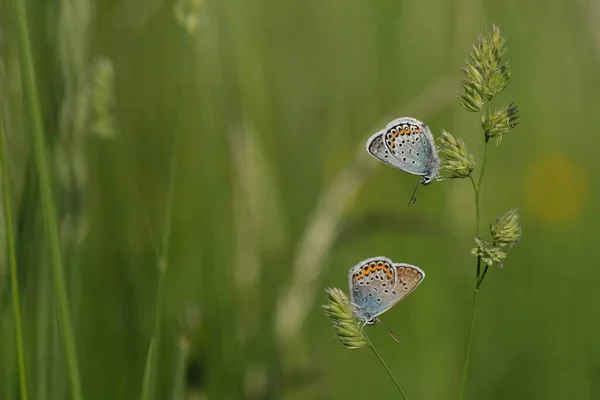 Duas Borboletas Coloridas Uma Planta Ambiente Selvagem Natural — Fotografia de Stock