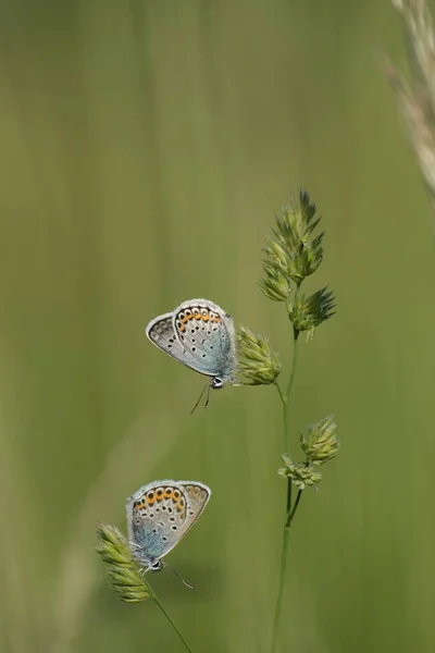 Imagen Vertical Dos Mariposas Colores Una Planta Entorno Natural Salvaje — Foto de Stock