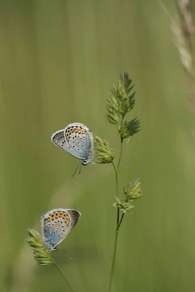 Pionowy Obraz Dwóch Kolorowych Motyli Roślinach Środowisku Naturalnym — Zdjęcie stockowe