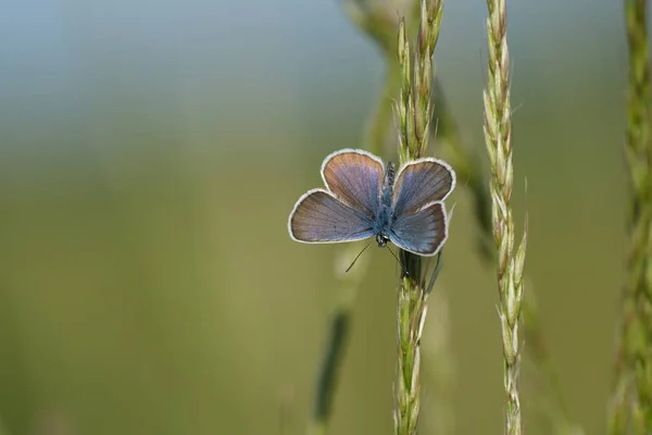 Μικροσκοπική Μπλε Πεταλούδα Στην Άγρια Φύση Ανοιχτά Φτερά Ακουμπισμένη Ένα — Φωτογραφία Αρχείου