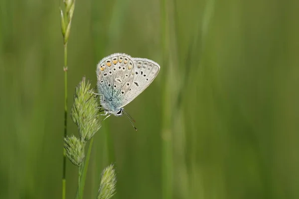 Wspólny Niebieski Motyl Roślinach Przyrodzie — Zdjęcie stockowe