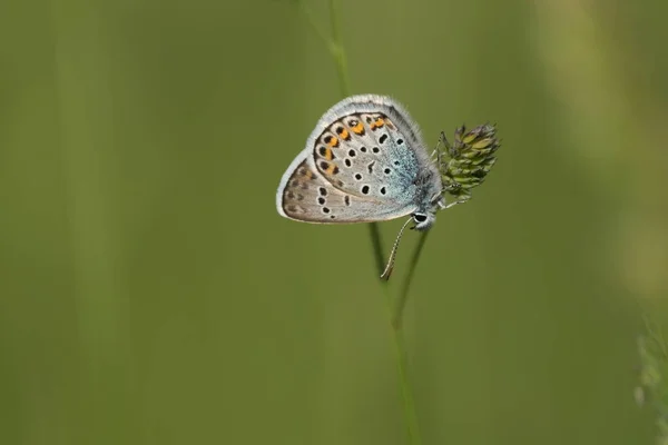Gros Plan Papillon Bleu Argenté Clouté Famille Des Lycaenidae — Photo