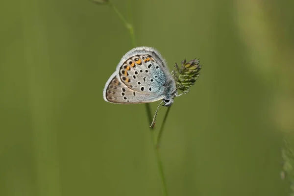 Lycaenidae Familyasından Gümüş Bir Kelebeğin Yakınında — Stok fotoğraf