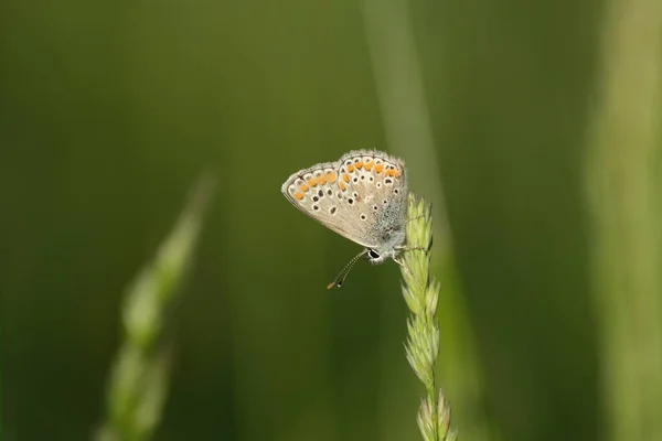 Zbliżenie Pospolitego Niebieskiego Motyla Roślinie — Zdjęcie stockowe