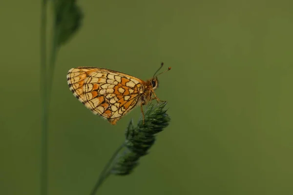 Farfalla Fritillare Heath Una Pianta Natura — Foto Stock