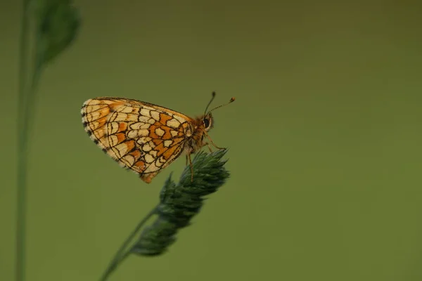Farfalla Fritillare Heath Una Pianta Natura — Foto Stock