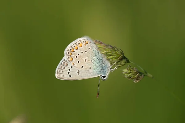 Primer Plano Una Mariposa Azul Común Una Planta — Foto de Stock