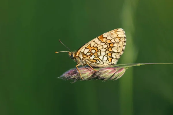 Heath Fritillary Motýl Rostlině Přírodě — Stock fotografie