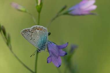 Doğada yayılan bir çan çiçeğinin üzerinde yaygın mavi kelebek, doğada mor bir çiçeğin üzerinde dinlenen küçük kelebek.