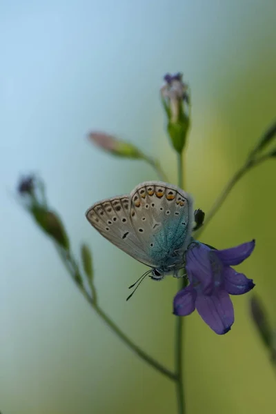Gewöhnlicher Blauer Schmetterling Auf Einer Sich Ausbreitenden Glockenblume Der Natur — Stockfoto
