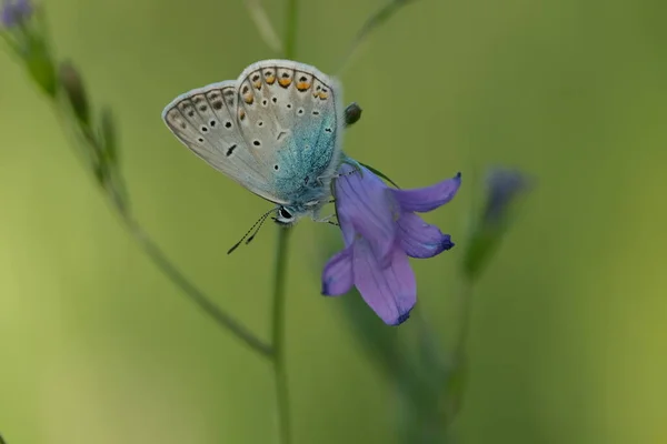 Běžný Modrý Motýl Rozprostírajícím Zvonku Přírodě Malý Motýlek Odpočívající Purpurovém — Stock fotografie