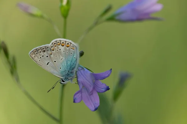 Běžný Modrý Motýl Rozprostírajícím Zvonku Přírodě Malý Motýlek Odpočívající Purpurovém — Stock fotografie