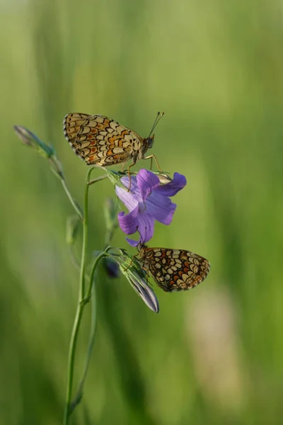 Dva Vřes Fritillary Motýl Šířící Zvonek Přírodě — Stock fotografie
