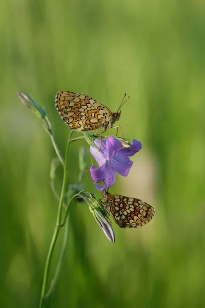 Dos Brezales Mariposa Fritillaria Una Campanilla Que Extiende Naturaleza — Foto de Stock