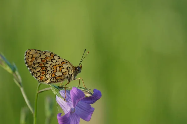 Θεριστική Πεταλούδα Heath Ένα Εξαπλώνεται Καμπαναριό Στη Φύση — Φωτογραφία Αρχείου