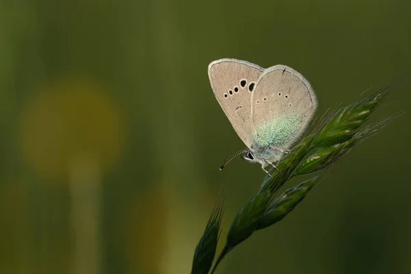 Lycaenidae Papillon Sur Une Plante Dans Nature — Photo