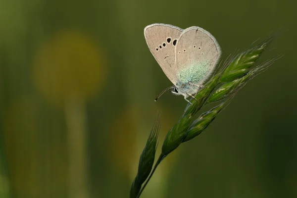 Lycaenidae Motyl Roślinach Przyrodzie — Zdjęcie stockowe