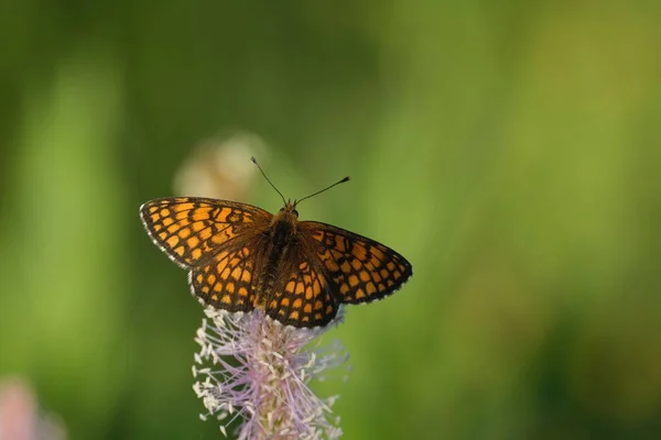 Doğadaki Bir Bitkinin Üzerinde Heath Fritillary Kelebeği — Stok fotoğraf