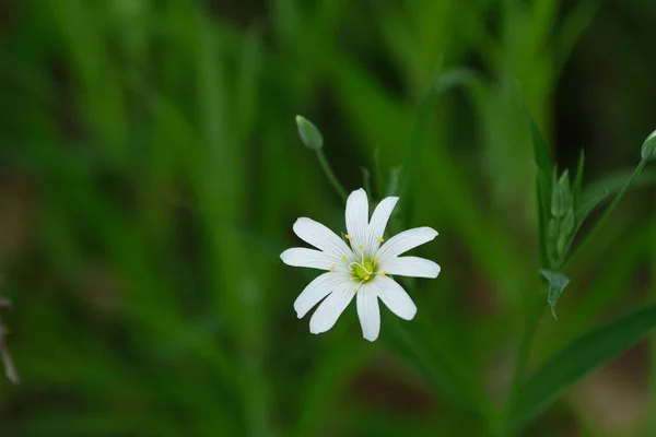 Większy Kwiat Dziurawca Naturze Maleńki Biały Kwiat Dziesięcioma Płatkami Dziczy — Zdjęcie stockowe