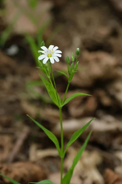 Grande Fleur Suture Dans Nature Minuscule Fleur Blanche Avec Dix — Photo