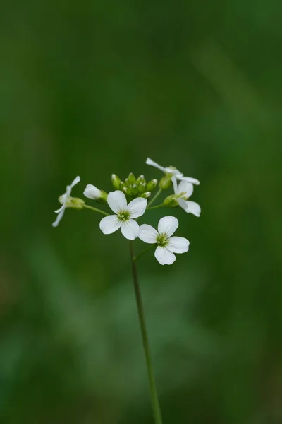 Zbliżenie Wiosnę Kwiat Rzeżuchy Przyrodzie Mały Dziki Kwiat Czterema Płatkami — Zdjęcie stockowe