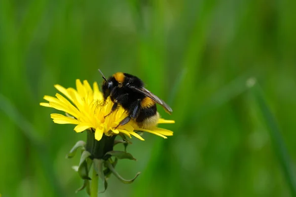 Close Bumblebee Yellow Dandelion Flower Nature — Stock Photo, Image