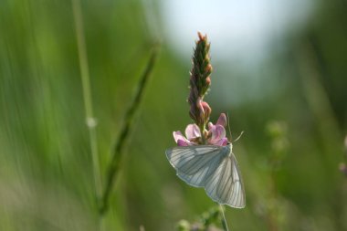 Doğada pembe bir çiçeğin üzerinde dinlenen siyah damarlı bir güve.